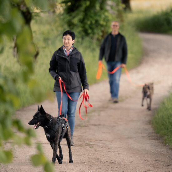 Ein Schäferhund lernt beim Social Walk von der Hundeschule Zamperlschickeria in Traunstein andere Hunde ohne Druck kennen.