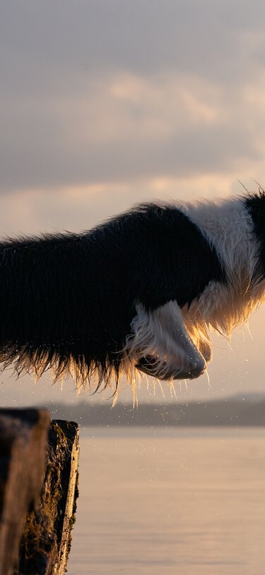 Die Pubertät beim Border Collie beginnt mit einem halben Jahr. | © Zamperlschickeria