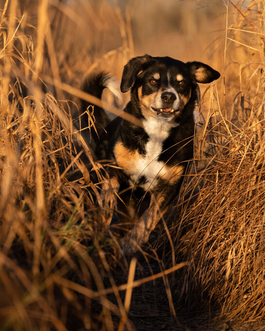 Gemeinsame Abenteuer schweißen Mensch und Hund zusammen. | © Zamperlschickeria