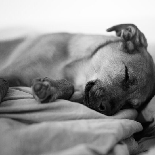 Nur mit ausreichend Ruhe kommt dein Hund gut durch die Pubertät. | © Zamperlschickeria