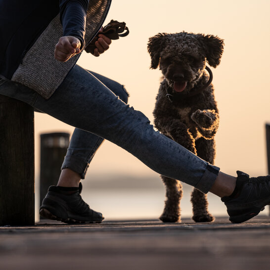 In der Pubertät sollte der Hund neue Strategien entwickeln, um mit Gefahren umzugehen. | © Zamperlschickeria