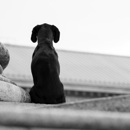 Ist der Hund in der Fremdlphase schnell überfordert, beschränkst du dich auch Orte, die er bereits kennt. | © Zamperlschickeria