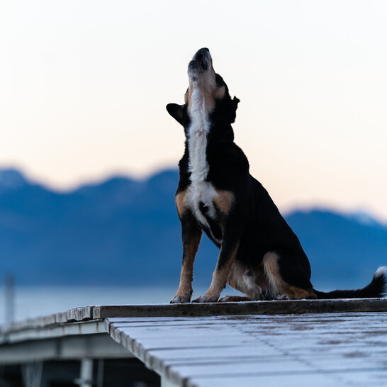 Mit rund sechs Monaten kommen Enlebucher Sennenhunde in die Pubertät. | © Zamperlschickeria