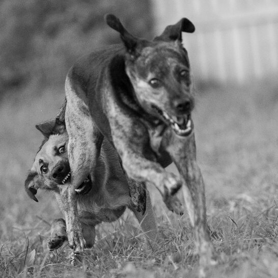 Impulskontrolle ist für Hunde in der Pubertät sehr schwer. | © Zamperlschickeria