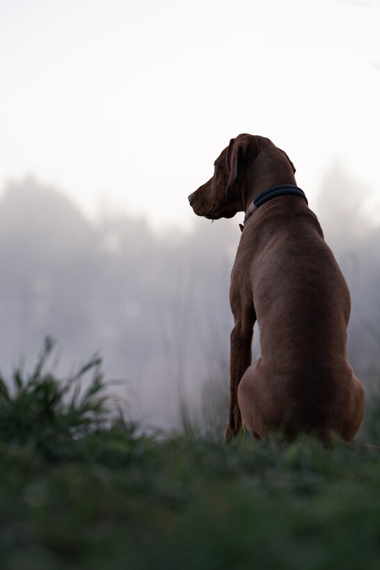 Auch Vizlas sind in der haben in der Pubertät leicht verunsichert und haben Angst. | © Zamperlschickeria