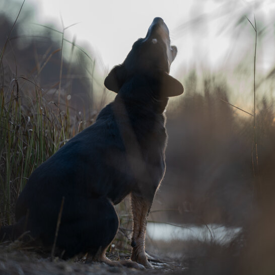 In der Angstphase muss man die Ängste des Hundes ernst nehmen. | © Zamperlschickeria