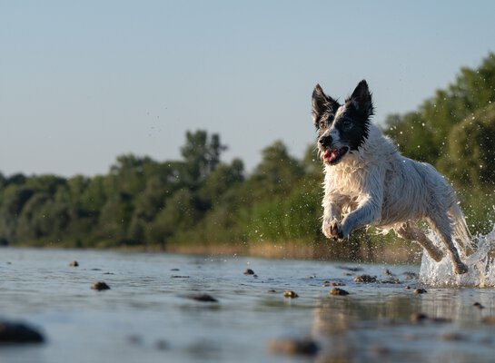 Hauptgruende warum der Hund beim Rueckruf nicht kommt | © Zamperlschickeria