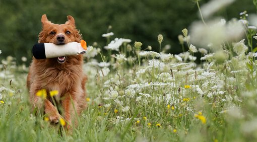 Nicht nur für Retriever ist Dummytraining eine tolle Beschäftigung | © Zamperlschickeria