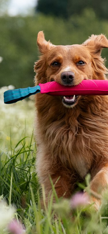 Retriever apportiert beim Dummytraining ein Apportel | © Zamperlschickeria