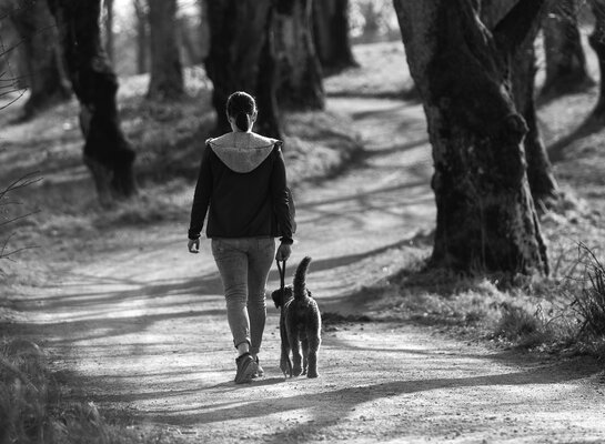 Leinenführigkeit ist für viele junge und alte Hunde nicht leicht. | © Zamperlschickeria