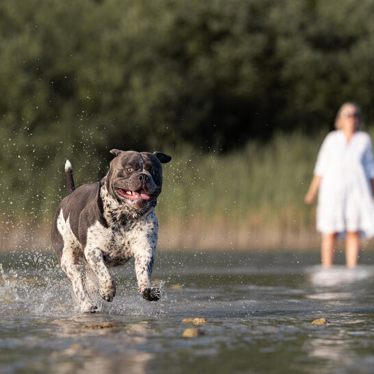 Der Hundeknigge rät den Hund im Wasser zu sich zu rufen wenn Jogger kommen | © Zamperlschickeria