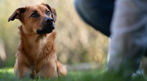 Der Hundeknigge rät Rücksicht zu nehmen wenn Jogger kommen | © Zamperlschickeria