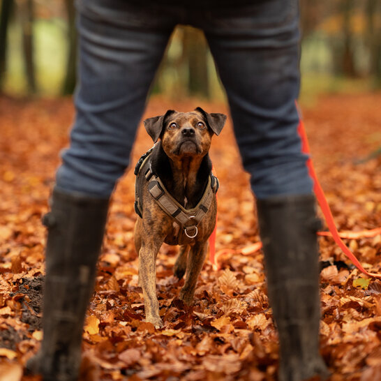 Der Hundeknigge rät den Hund an die Leine zu nehmen im Wald | © Zamperlschickeria
