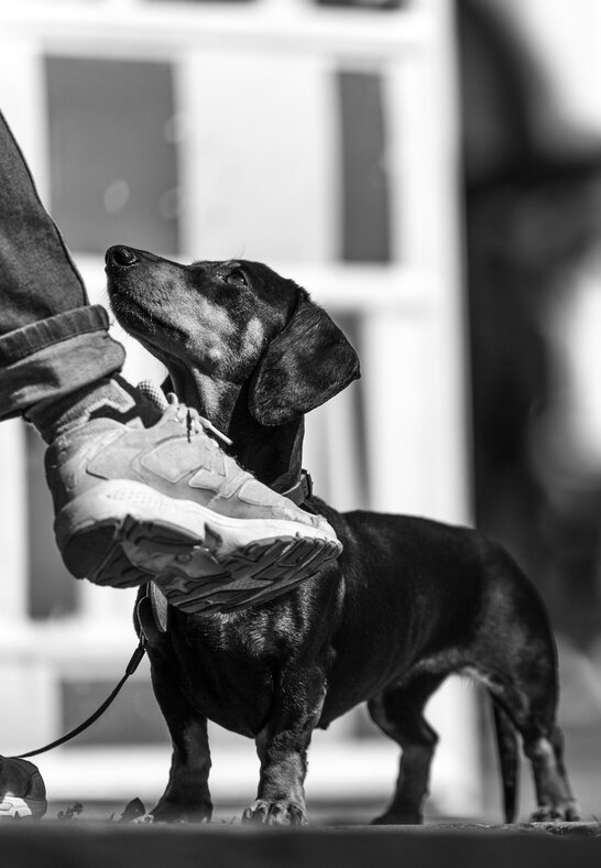 Der Hundeknigge rät den Hund beim Einkaufen an die Leine zu nehmen | © Zamperlschickeria