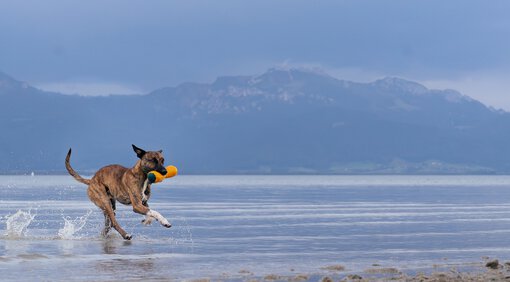 Dummtraining ist mehr als ein Jagdspiel für den Hund | © Zamperlschickeria