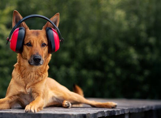 Entspannt ins neue Jahr mit dem Silvester-Vorbereitungs-Trainining für deinen Hund | © Zamperlschickeria