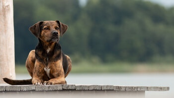 Preise für professionelle Hundeshooting Rosenheim und München