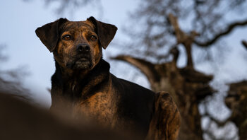 Preise für professionelle Hundeshootings im Chiemgau  München