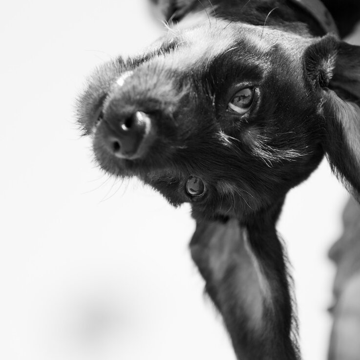 Dackel Portrait  im Fotostudio | © Zamperlschickeria