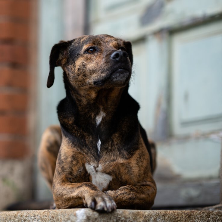 Hunde liegt am Bahnhof in München | © Zamperlschickeria