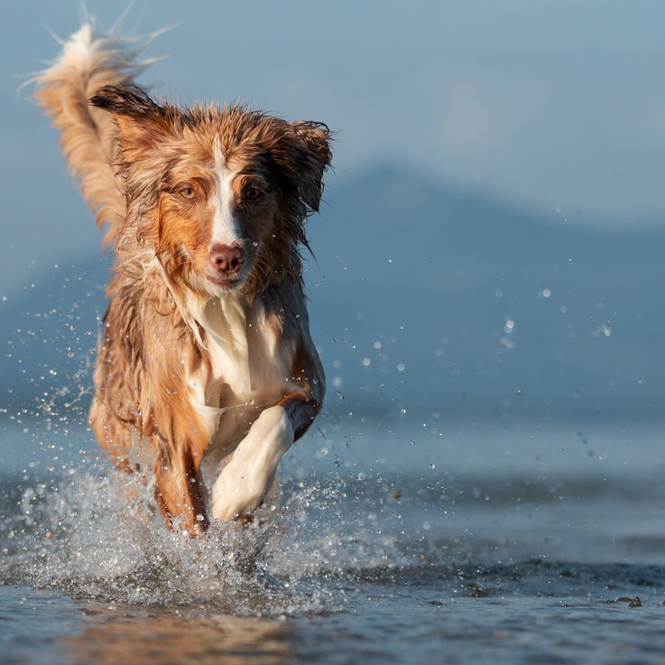 Hund läuft im Wasser des Chiemsees | © Zamperlschickeria