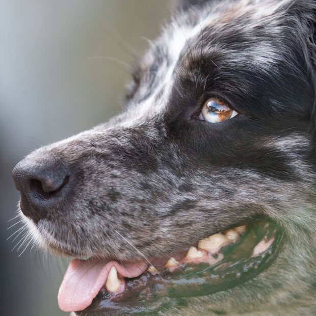 zamperlschickeria-Tierfotograf-chiemgau-muenchen-australian-shepherd-portraitsession.jpg