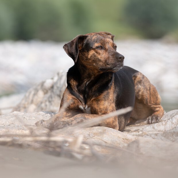 Hundefoto Flussbett Tirol Zamperlschickeria