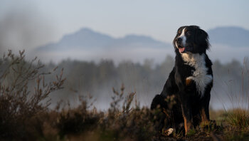 Hundefotograf Chiemgau München Angebot Preise Tipps | © Zamperlschickeria