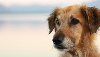 Portfolio Professionelle Hundefotos im Chiemgau und München | © Zamperlschickeria