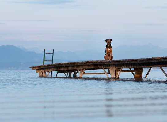 Professionelle Hundefotografie  Chiemgau Chiemsee und München